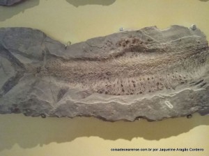 23-Museu de paleontologia (42)